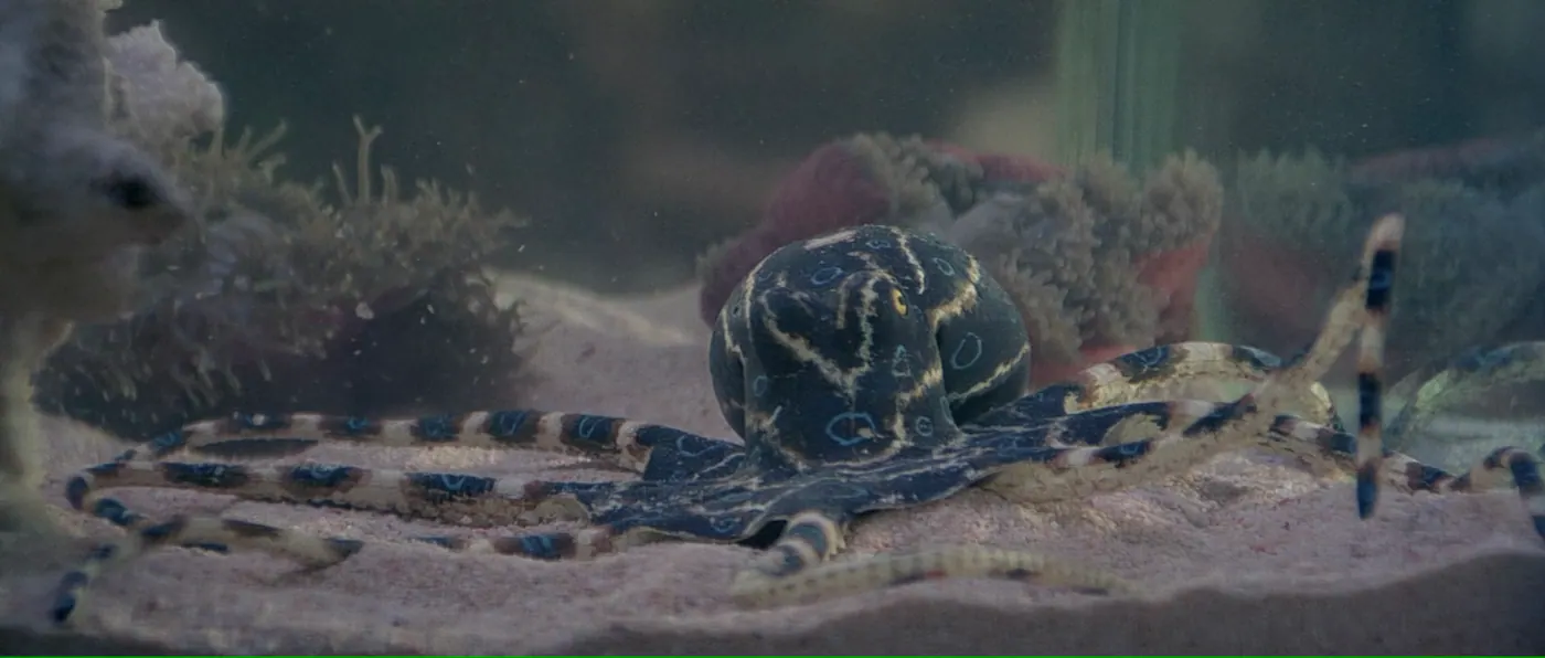 Octopussy